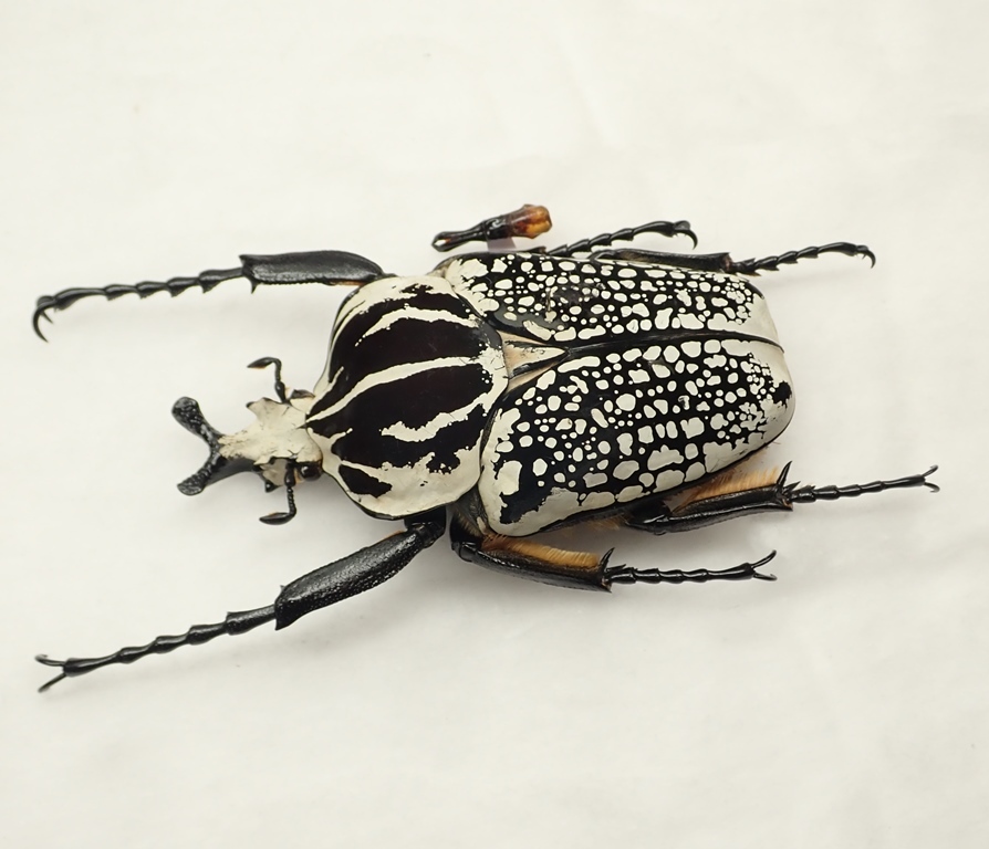 超特大コンゴ産シラフオオツノハナムグリ99mm