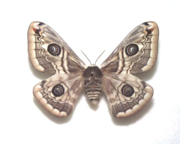 外国産蛾標本クジャクヤママユ spini 蝶標本貴重な野外品