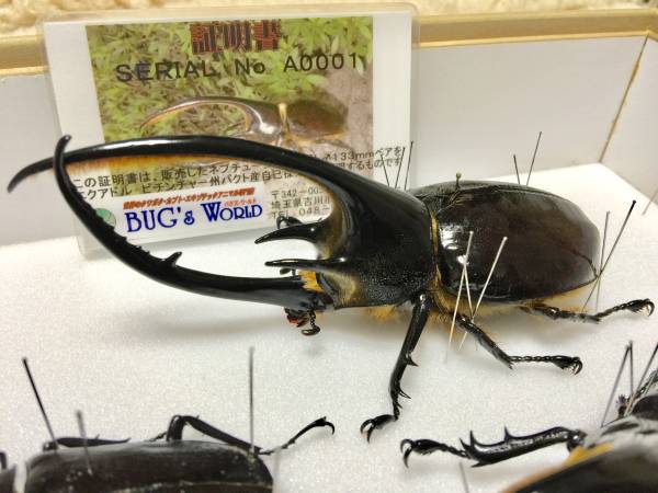 大型ネプチューンオオカブト標本 デパート 送料無料 1点もの【昆虫標本