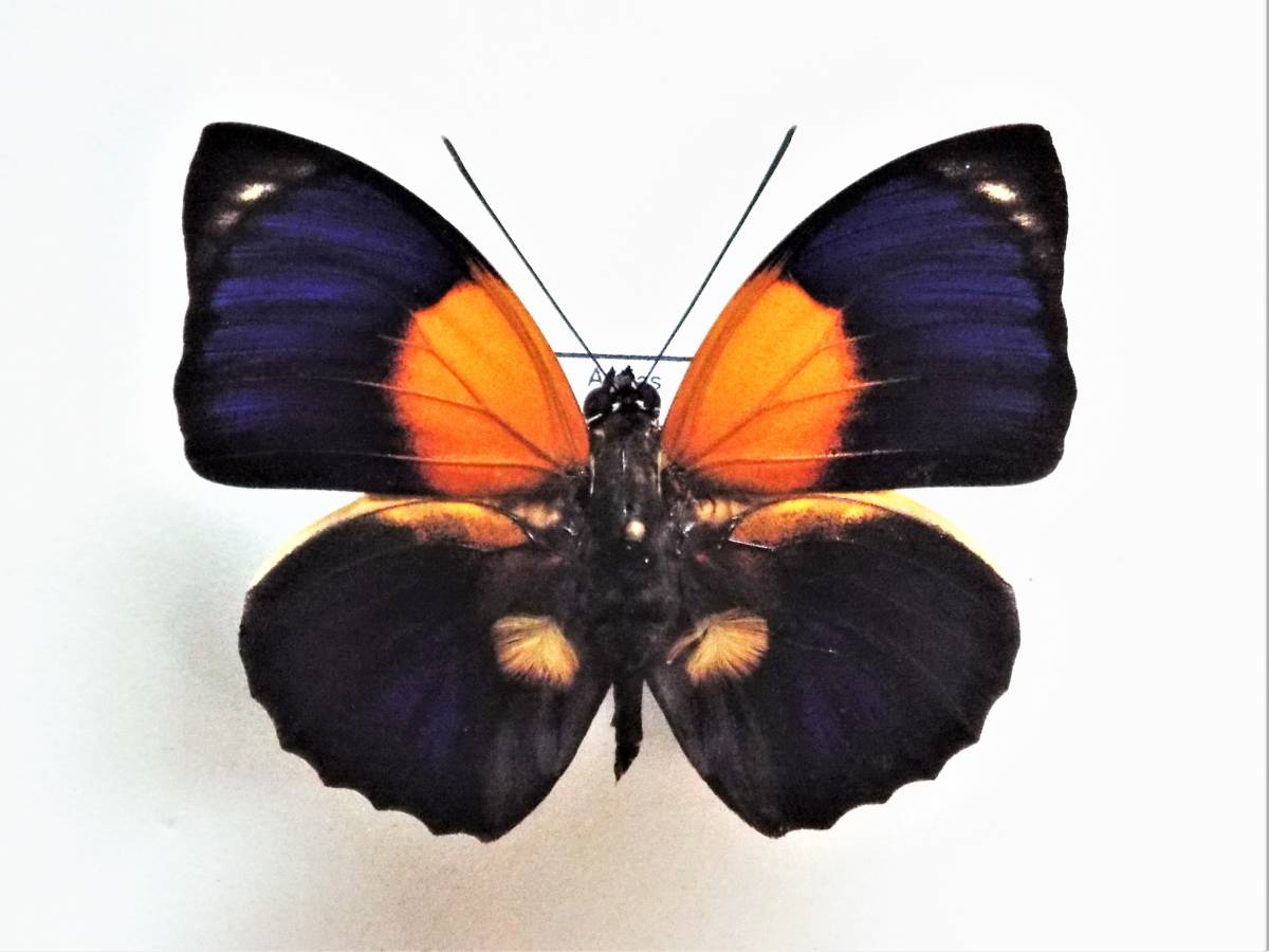 外国産蝶標本】ファルキドンミイロタテハ♂/ブラジル産/64mm