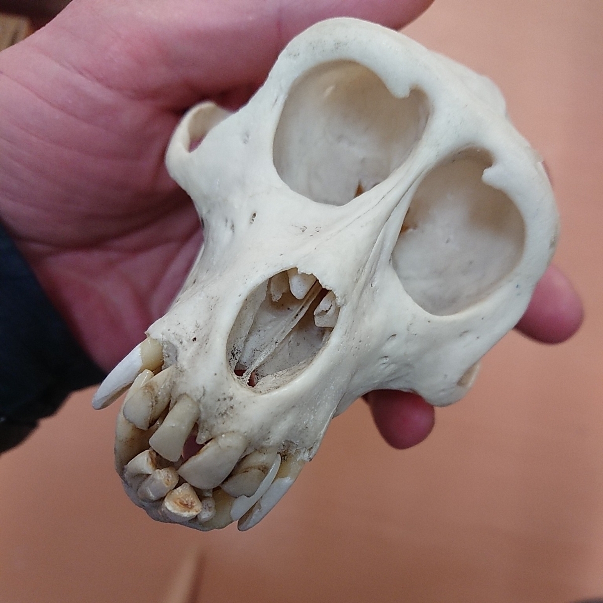 動物の骨製頭蓋骨 猿の頭蓋骨 スカル 骨格標本 ニホンザル 動物の骨製