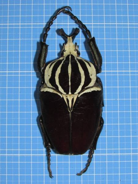 ○ コンゴDR 赤道州 ゴライアスオオツノハナムグリ 93mm 【公式通販】