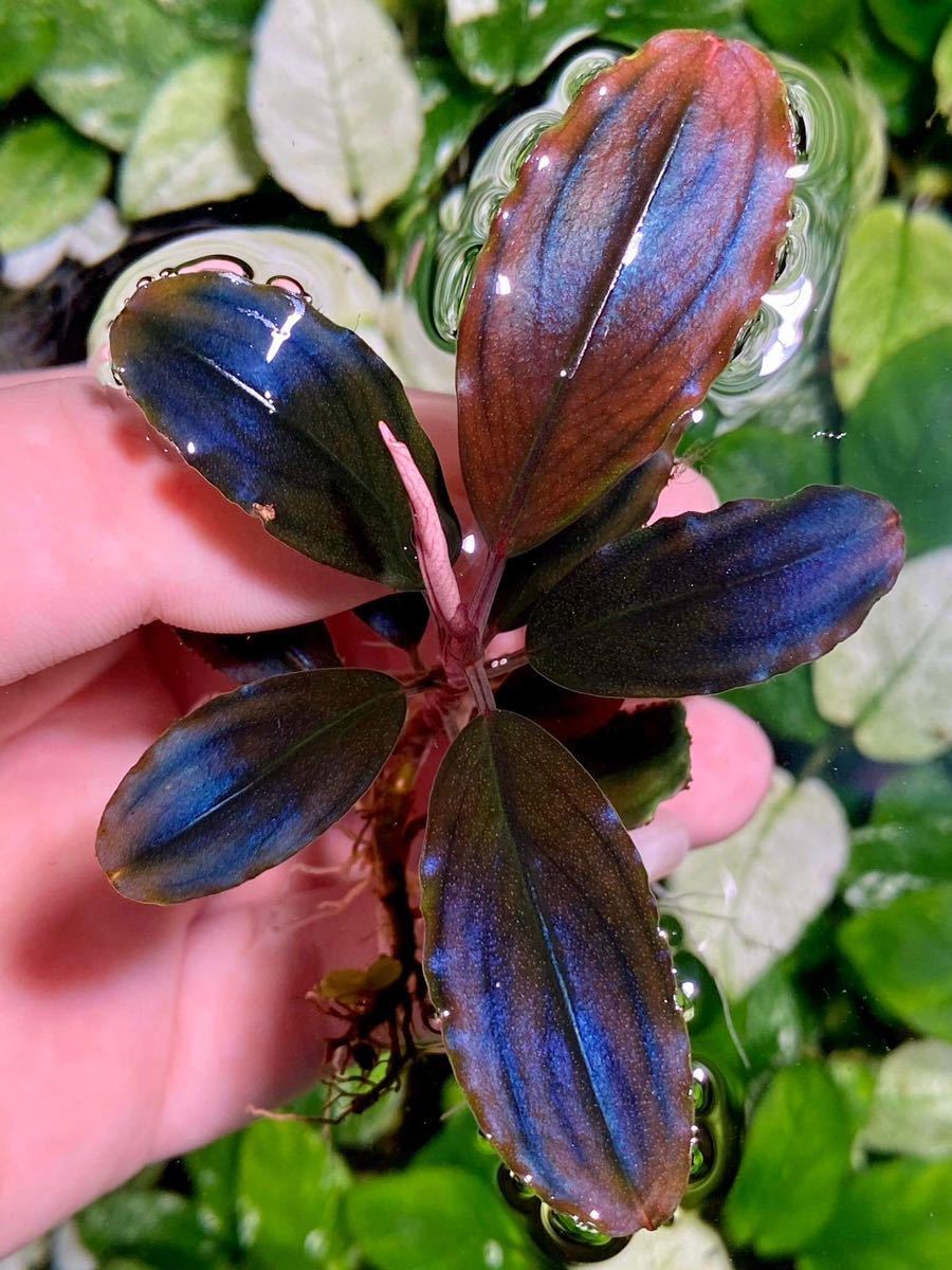 紫・ラメ】ブセファランドラ ショップ sp. Brownie neo 2015 1株