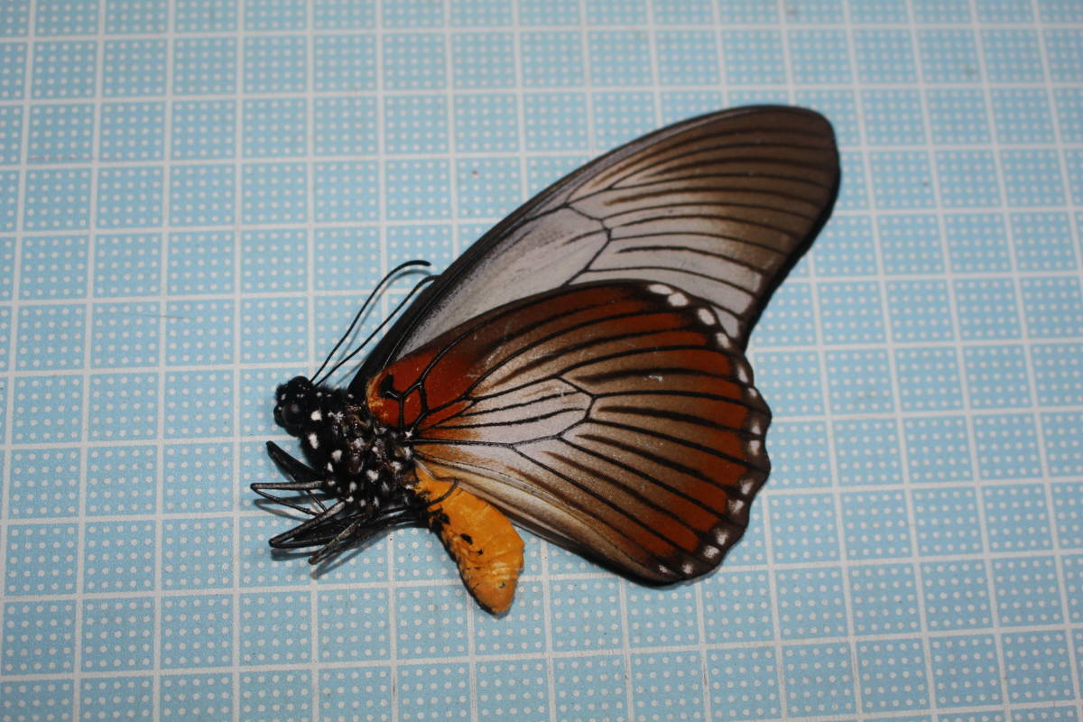 蝶標本 ザルモクシスオオアゲハ 【公式通販】