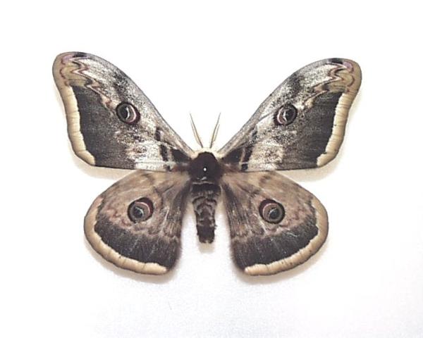 美品 ジグザグヤママユ 蛾 標本 ヤママユガ科標本2 - 高知の自然