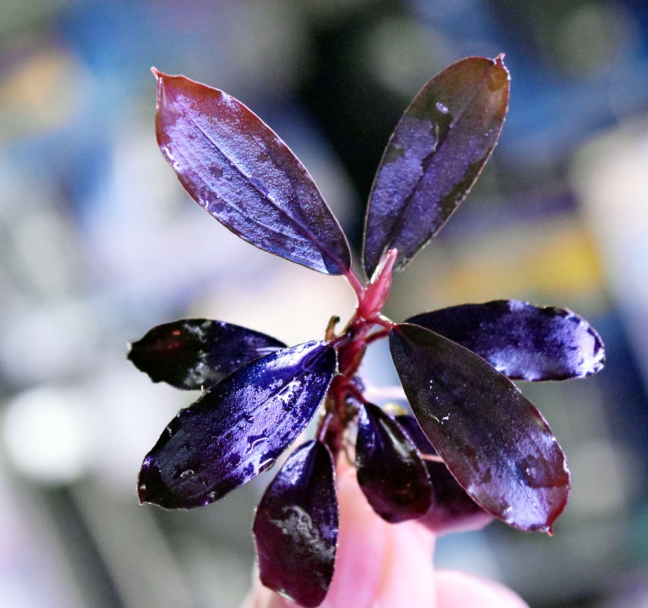 ブセファランドラspゴーストカリマンタン 大群生株 ブセファランドラsp