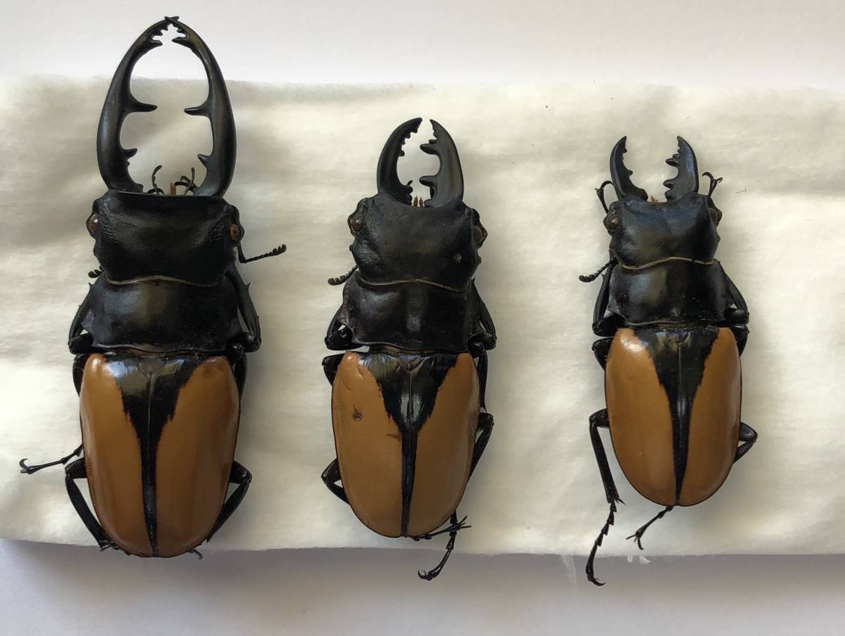 ブルマイスターツヤクワガタ95mm 標本