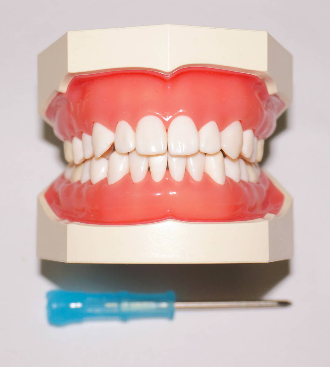 NISSIN 顎模型 歯科模型 歯科衛生士