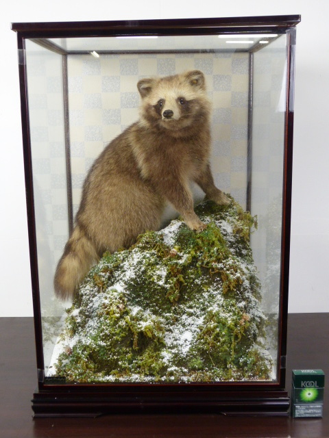 タヌキの剥製 木製台座付き たぬきハクセイ Yahoo!オークション - 中古