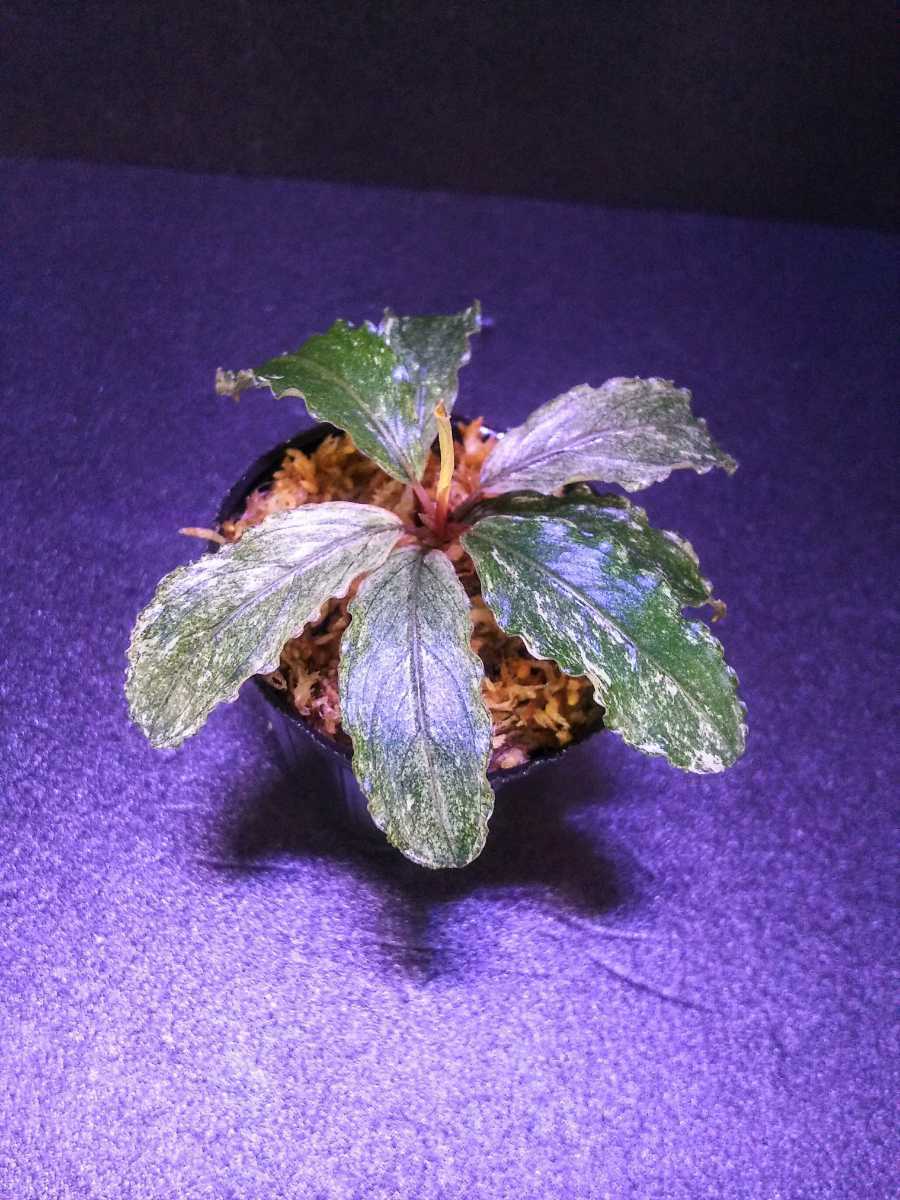 ブセファランドラ sp, ピンクバリエガータ 水上葉 水中葉