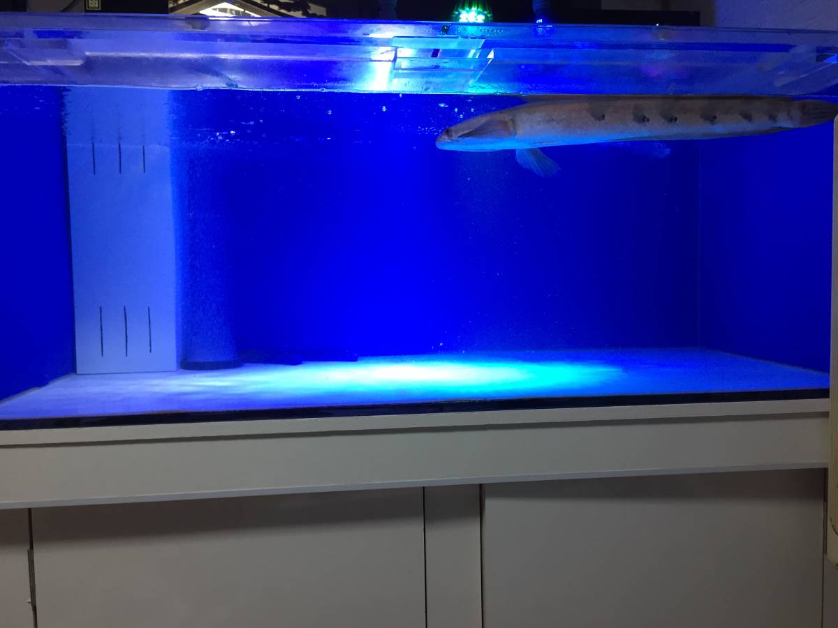 オーバーフローfrp水槽上下 水槽台 1500×600×600 引き取り限定 - メルカリ