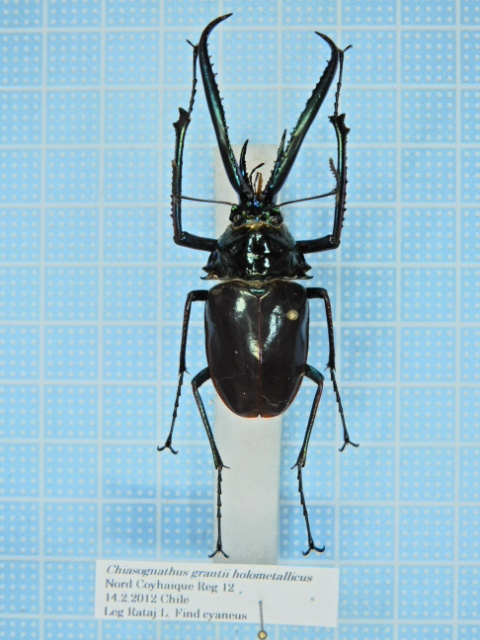 ラオス産ゲストロイトナガコガネ66mm