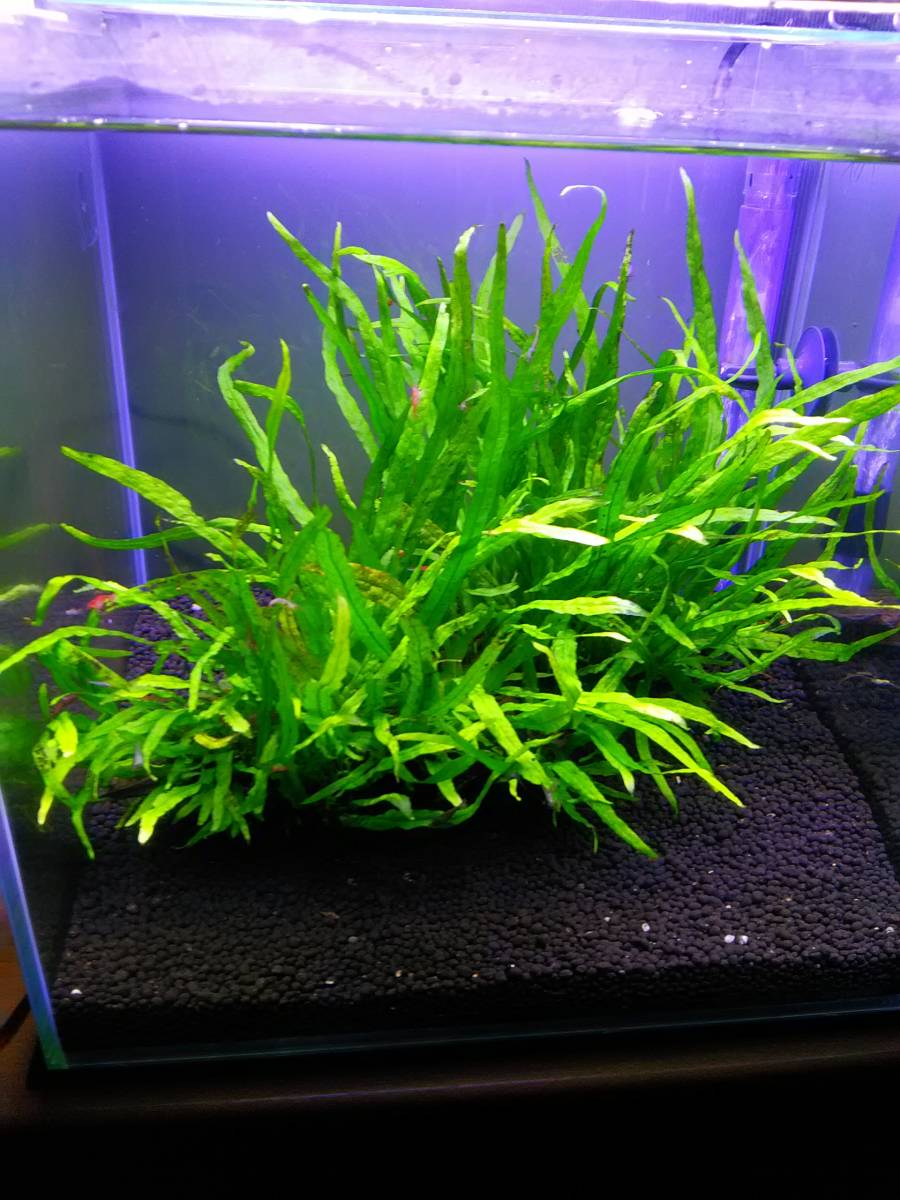 ボルビディスヒュディロティ ミクロソリウムトライデント