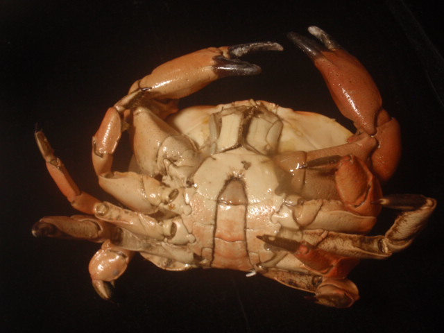 ゲンコツナガニシ 貝殻貝標本カニ図鑑化石鉱石美術骨董骨格宝石