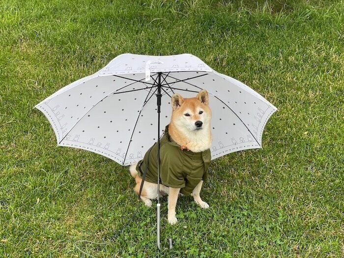 芝犬様用 犬種図鑑】柴犬の性格や特徴、飼い方について知