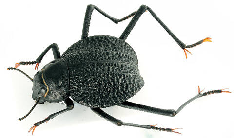 昆虫学者が長年あこがれ続けた砂漠のヒーロー甲虫｜とんでもない甲虫