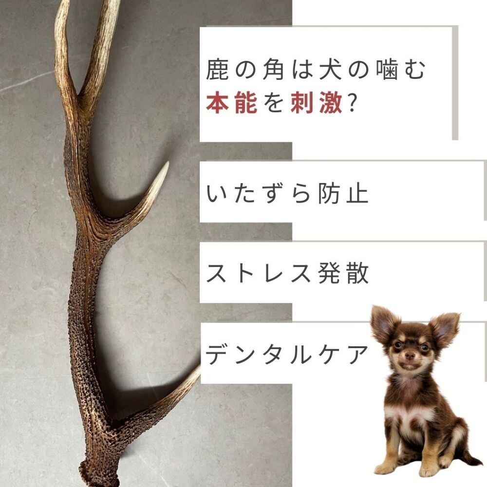 無添加品】鹿角 Sサイズ 1本/2本☆北海道 犬のおやつ 蝦夷鹿 鹿角 鹿の
