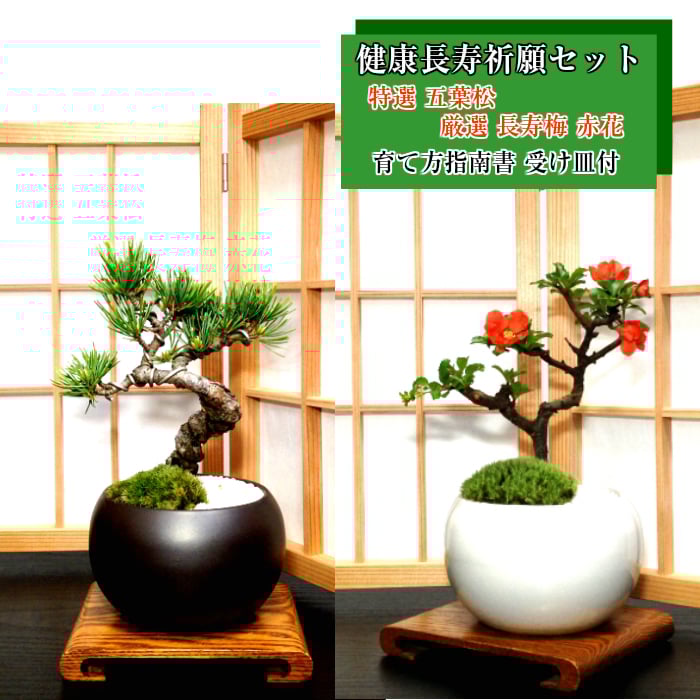 松寿 ミニ盆栽鉢 盆栽 松 道具セット 盆栽 松《別格》樹形美 樹齢5年