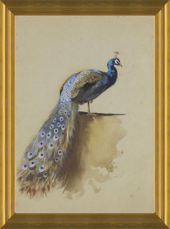 Art Prints of Peacock by Archibald Thorburn