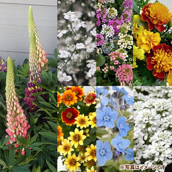 園芸ネット本店｜カネコミックスフラワースプリングタイプ450g[耐暑性