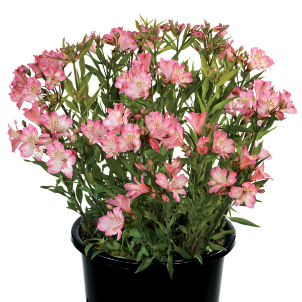 園芸ネット本店｜[26年4月上旬予約]アルストロメリア：サマーブレイク