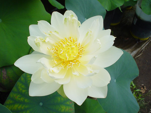 水蓮の花びら 4枚セット Foil】《水蓮の花びら/Lotus Petal》※全面光沢