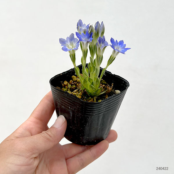 園芸ネット本店｜リンドウ：ハルリンドウ2.5～3号ポット の通販【公式】