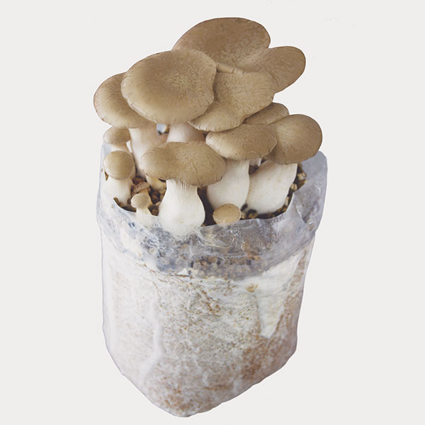 園芸ネット本店｜きのこ栽培セット：でるまっしゅ えりんぎ の通販【公式】