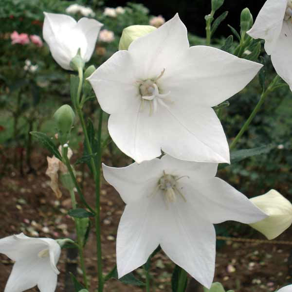 園芸ネット本店｜おもてなしキキョウ(桔梗）：一重系ホワイト4号ポット