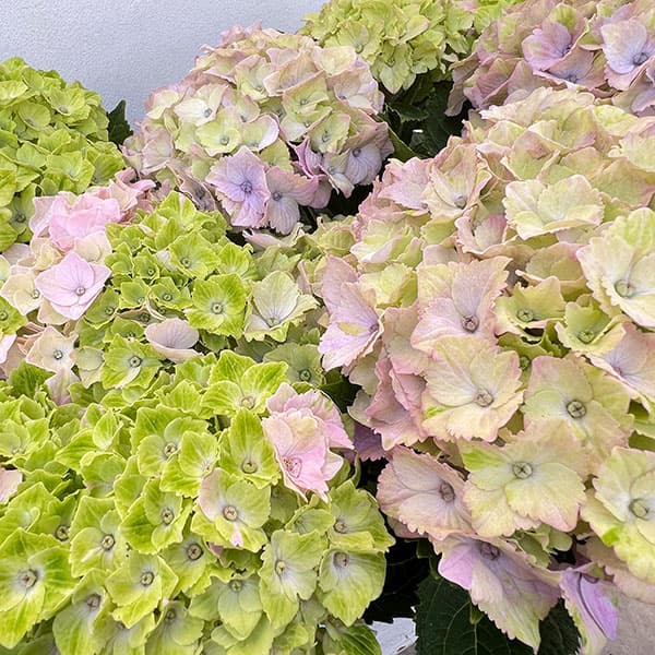 園芸ネット本店｜アジサイ：ヴィブラントヴェルデ5号鉢植え の通販【公式】