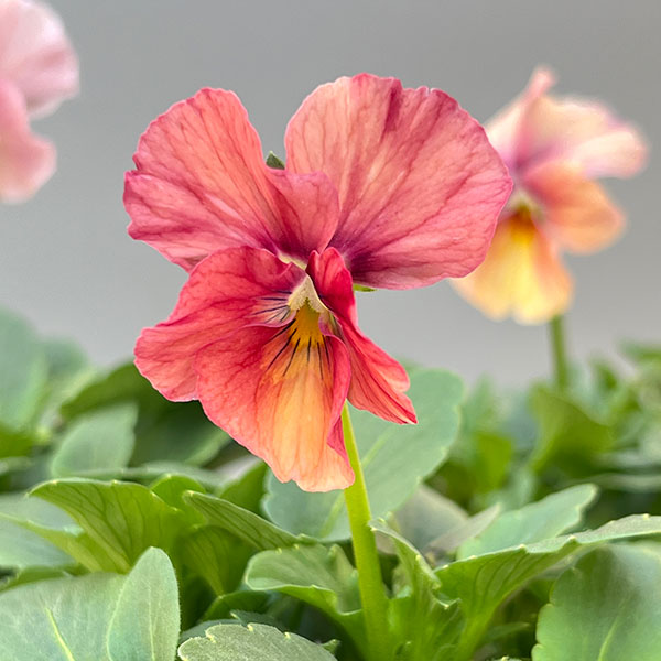 園芸ネット本店｜Kim農園さんのパンジービオラ：レッドレインボー3.5号