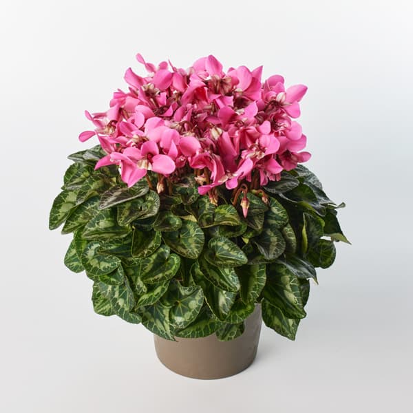 園芸ネット本店｜24-09：シクラメン：スーパージックス サーモンウィズ