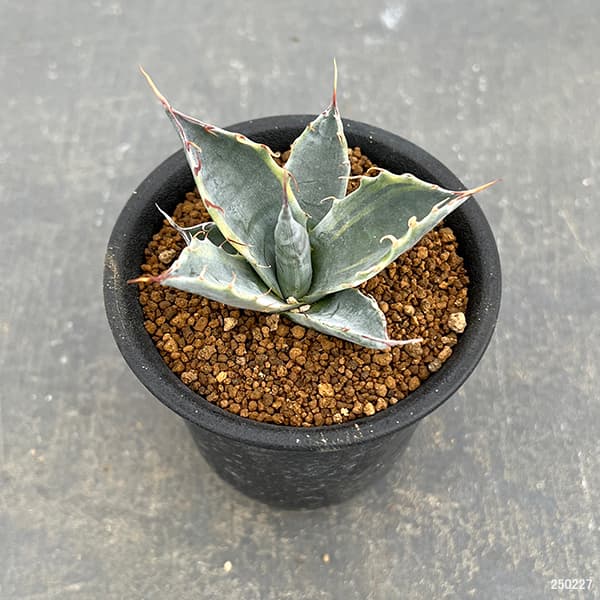 P75-5 特選 アガベ 多肉植物 頼光錦 ファイヤーボール 極上株