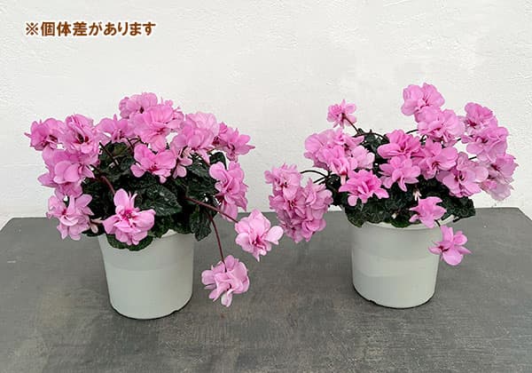 園芸ネット本店｜シクラメン（八重咲き）：ウインク ピンクハート