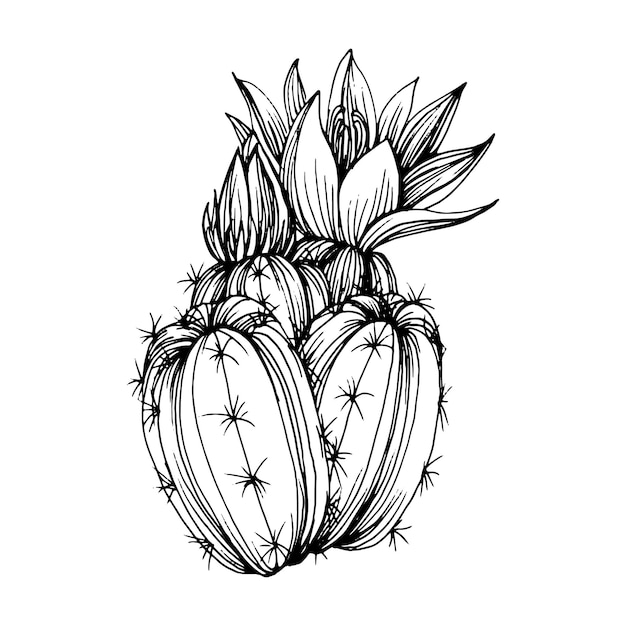 ボタナイズ バナケン 絵 ポスター 点描画 ブランドロゴ 塊根植物 多肉