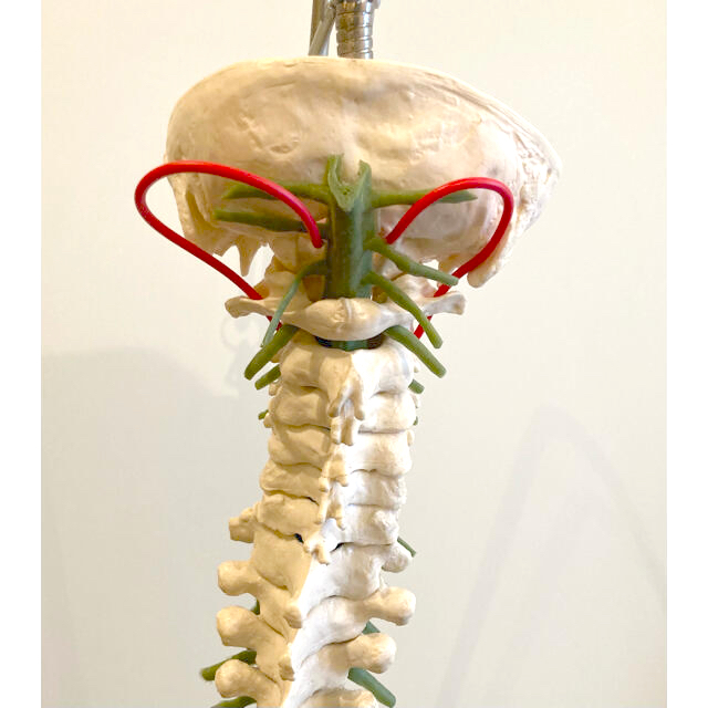 脊柱模型】骨格模型 スタンド付き 骨髄 背骨 脊椎 骨盤 その他