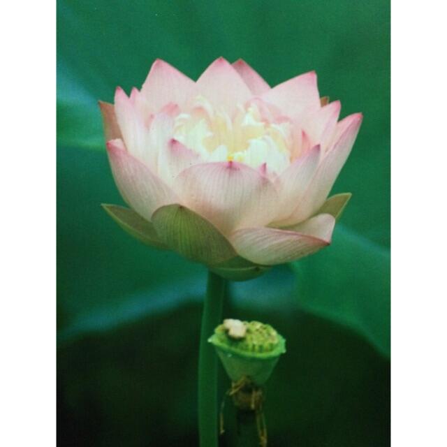 凛 / 睡蓮 撮影者：村山ヒデカズ オリジナルプリント！ 17/3_4 凛