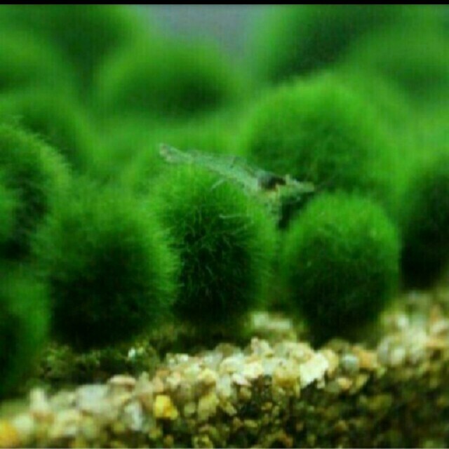 国産マリモ 約1cm 100個 癒しのマリモ無農薬