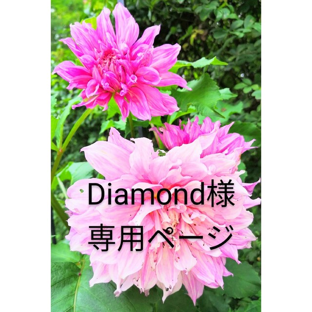 Miki PROFIAページ☆パライバトルマリンピンクダイヤモンドリング