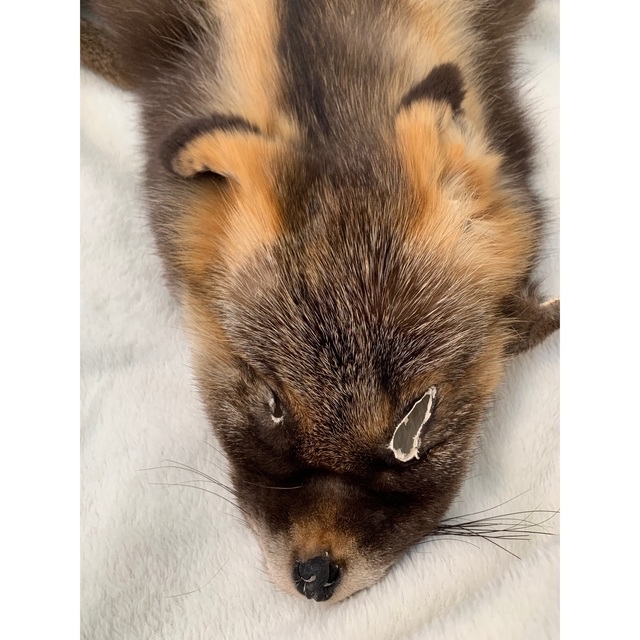 激レア】十字狐 ジュウジギツネ クロスフォックス 原皮 毛皮 ラグ 敷物