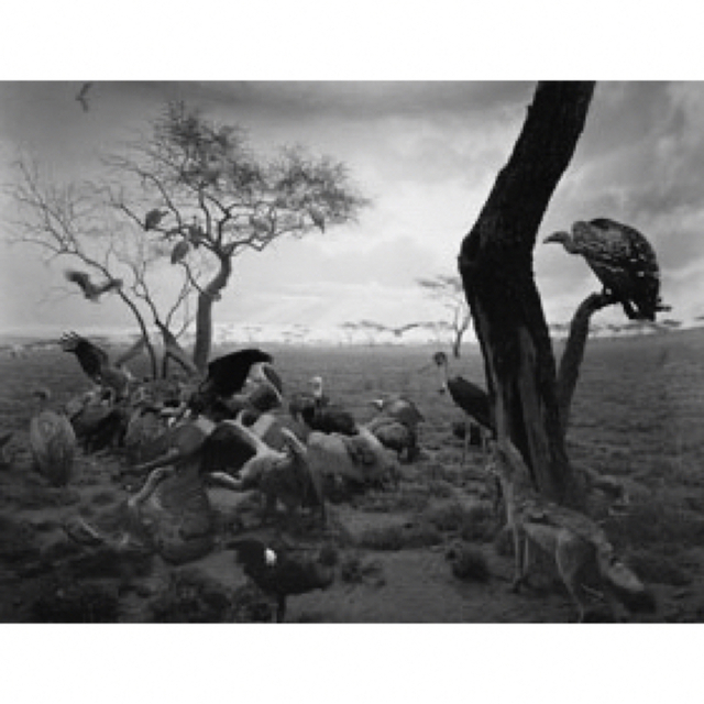 新品 コレクション 杉本博司 ハイエナ、ジャッカル、コンドル 数量限定