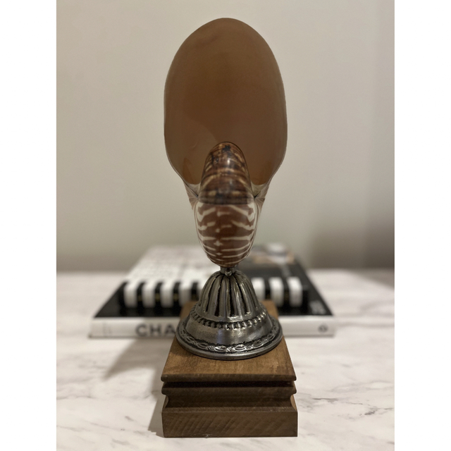 オウムガイ 標本 貝殻 インテリア アート アンティーク 貝 オブジェの