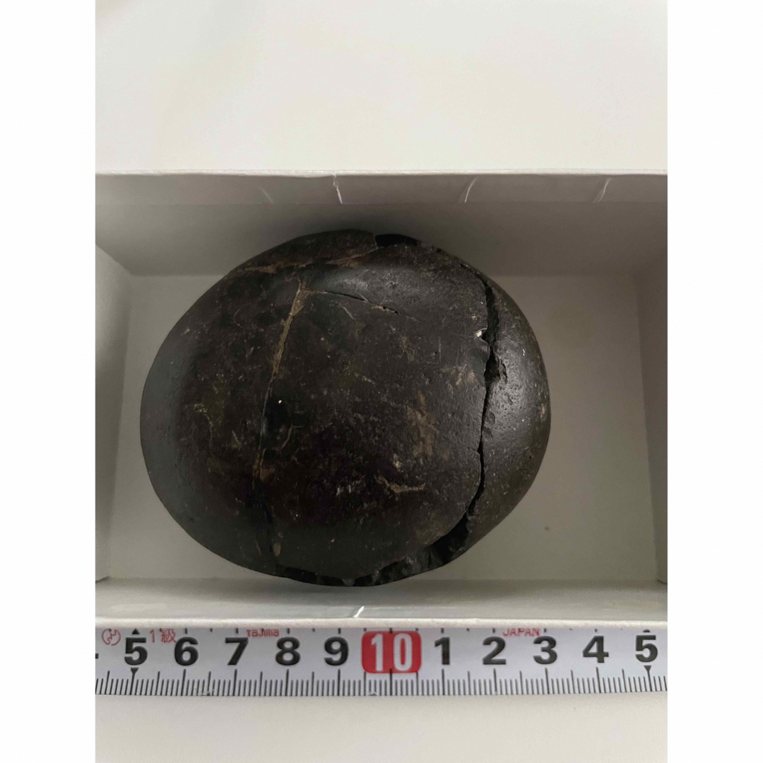 アンモナイト化石 ネパール産 アンモナイト | 株式会社ヒマラヤ