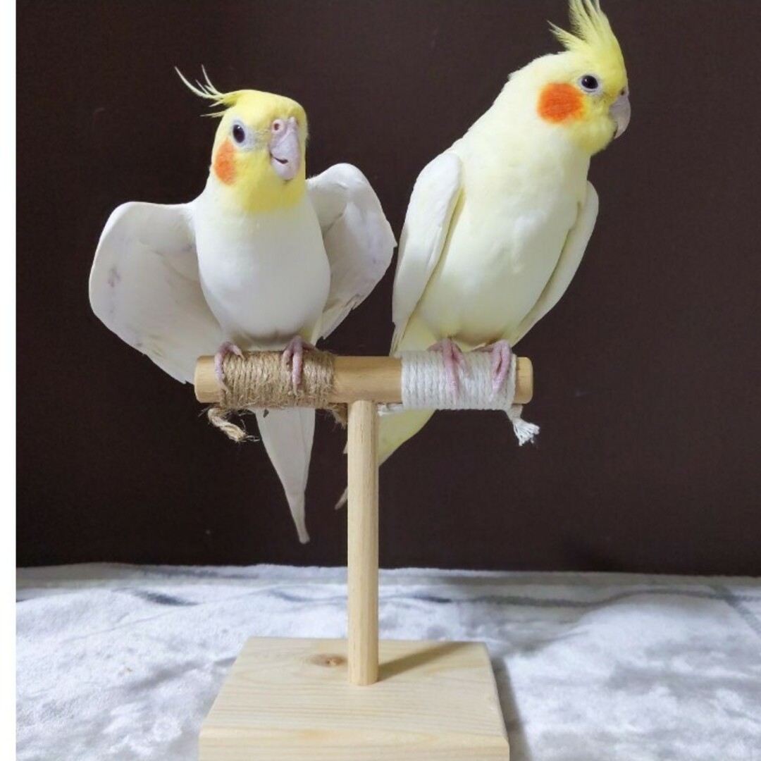 44 ☆ 中型インコ 止まり木 Tパーチ ☆ オカメインコちゃん用 スタンド