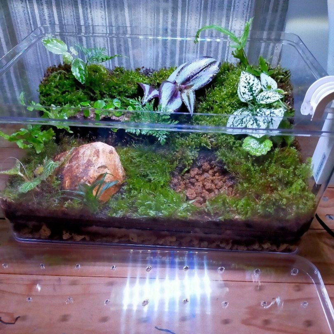 隠れ家付き！自然の中の飼育箱、ケースの中の苔テラリウム 自然の