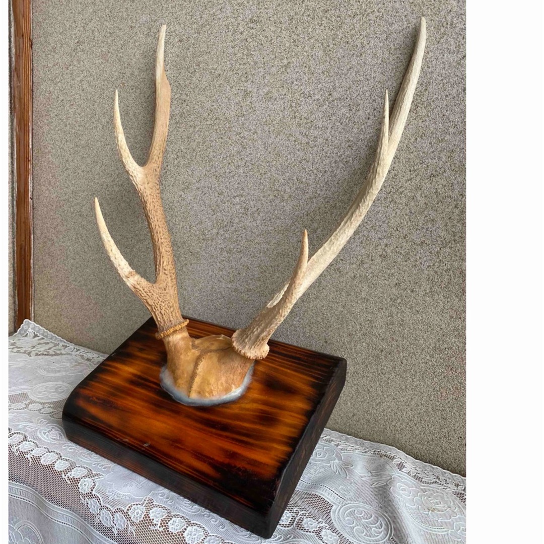 屋久杉台座屋久杉飾り台屋久杉工芸品置台屋久杉希少置き台世界遺産