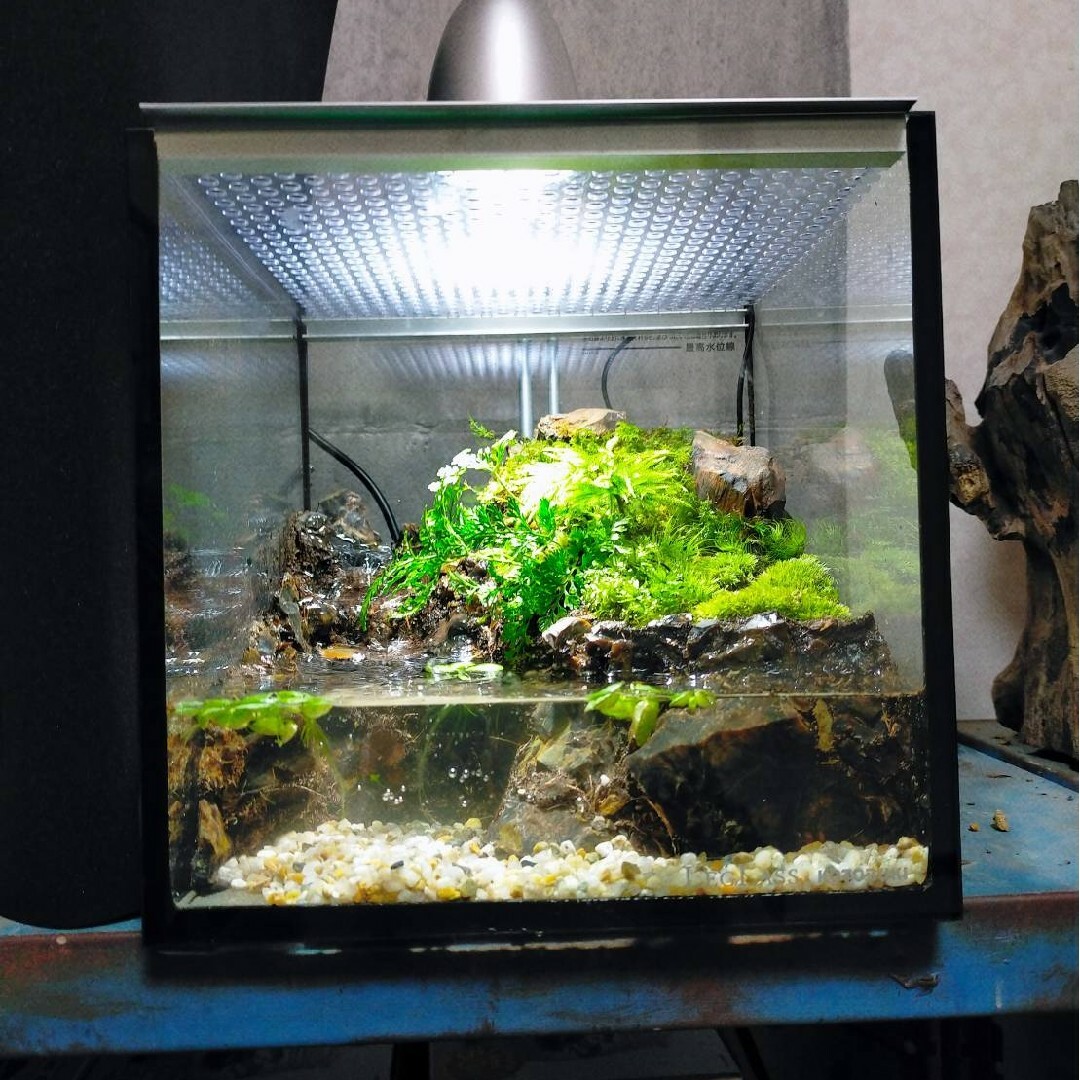 滝の流れるイモリウム アクアテラリウム