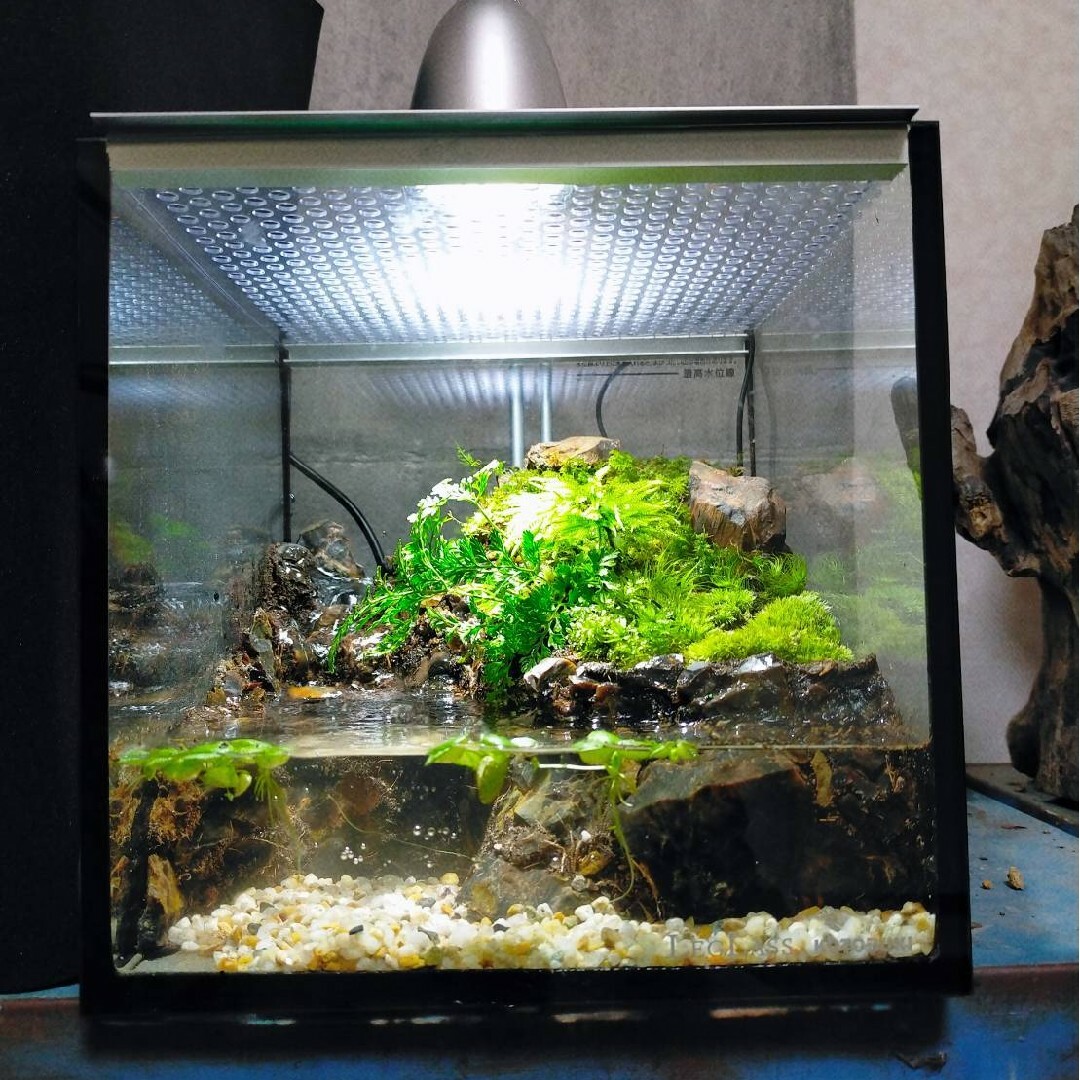 滝の流れるイモリウム アクアテラリウム