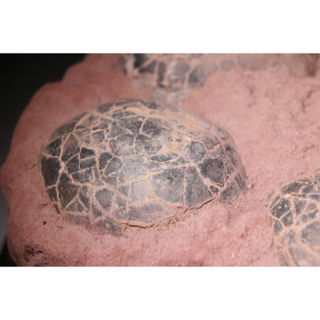 ☆【入手困難】博物館クラス 恐竜の卵 化石 ハドロサウルスの卵の巣 貴重な