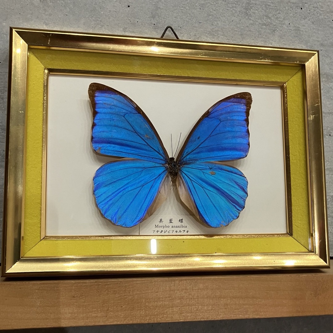 アナクシビアモルフォ メス 蝶 標本 蝶 美麗 希少 激レア 昆虫 青い